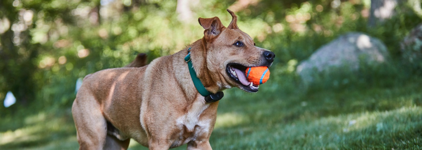 DogWatch by Fido's Fences, Syosset, New York | ProFenceX Slider Image